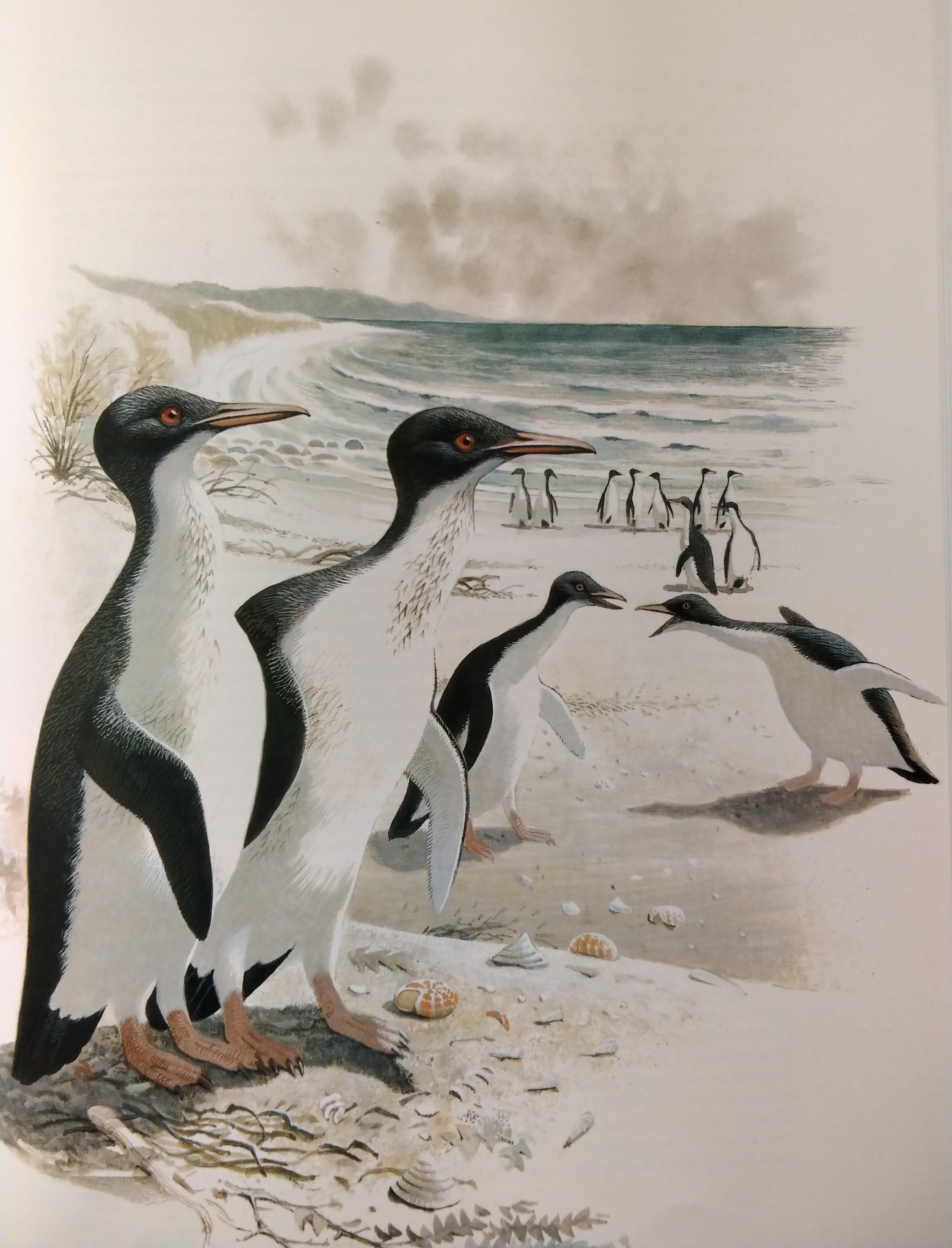 Anthropornis nordenskjoeldi