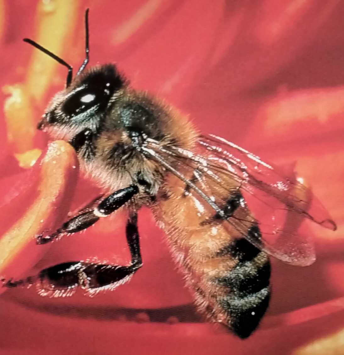 European Honeybee