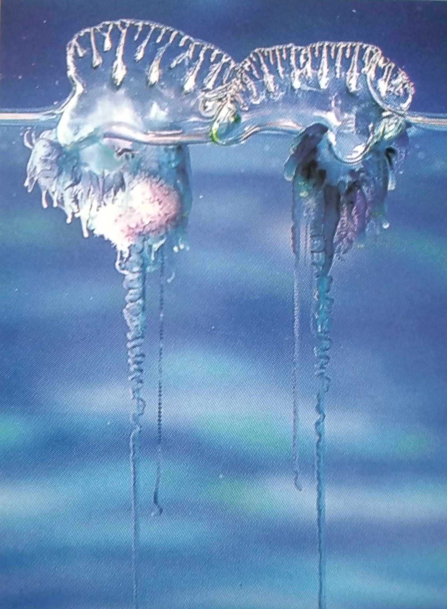 Bluebottle Jellyfish