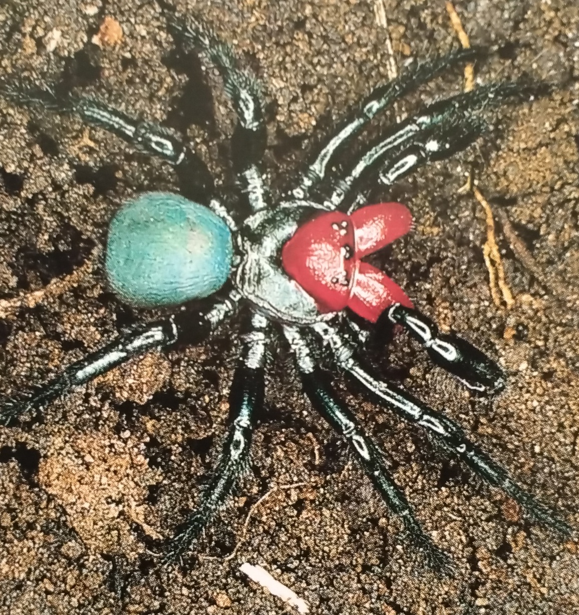 Mouse Spider