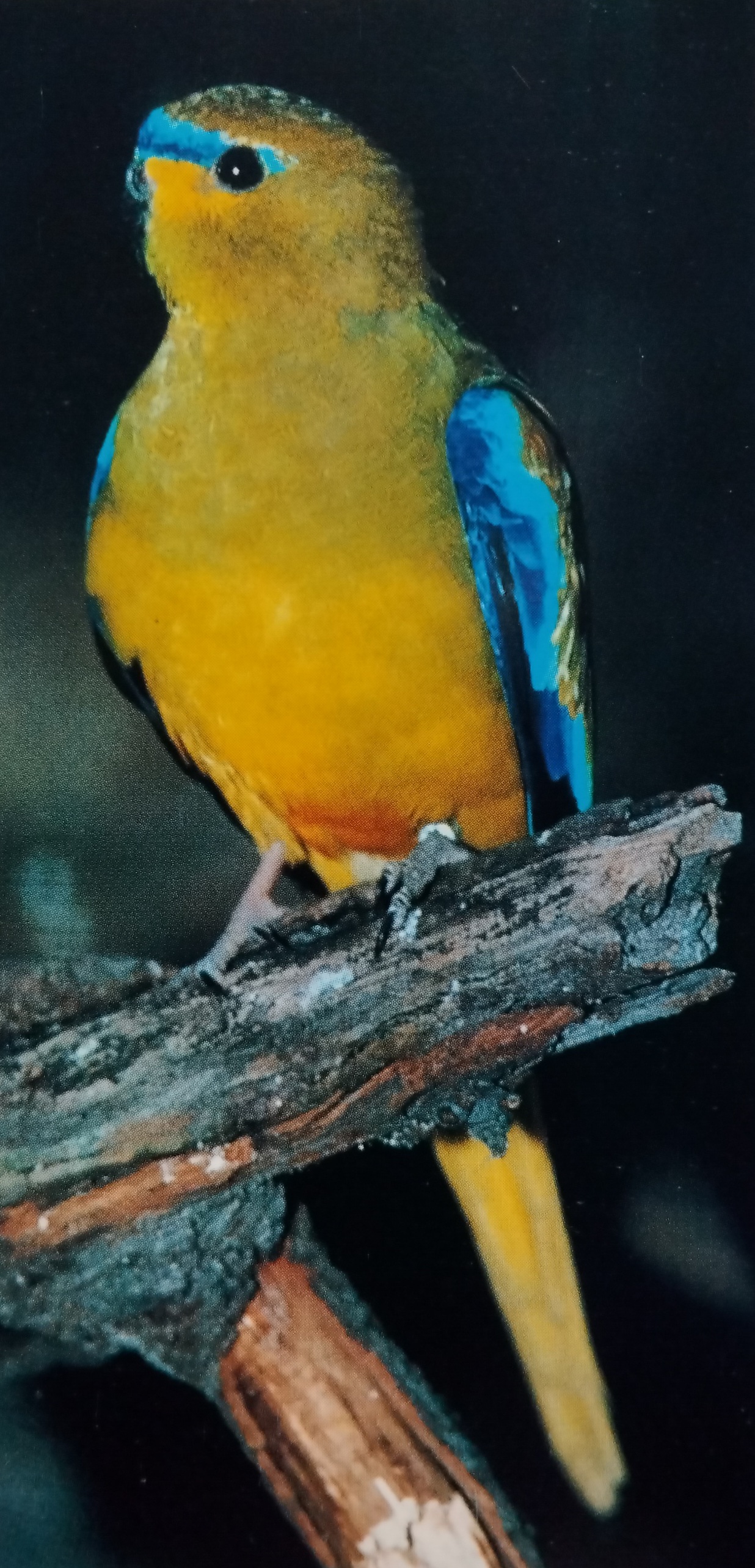 Elegant Parrot