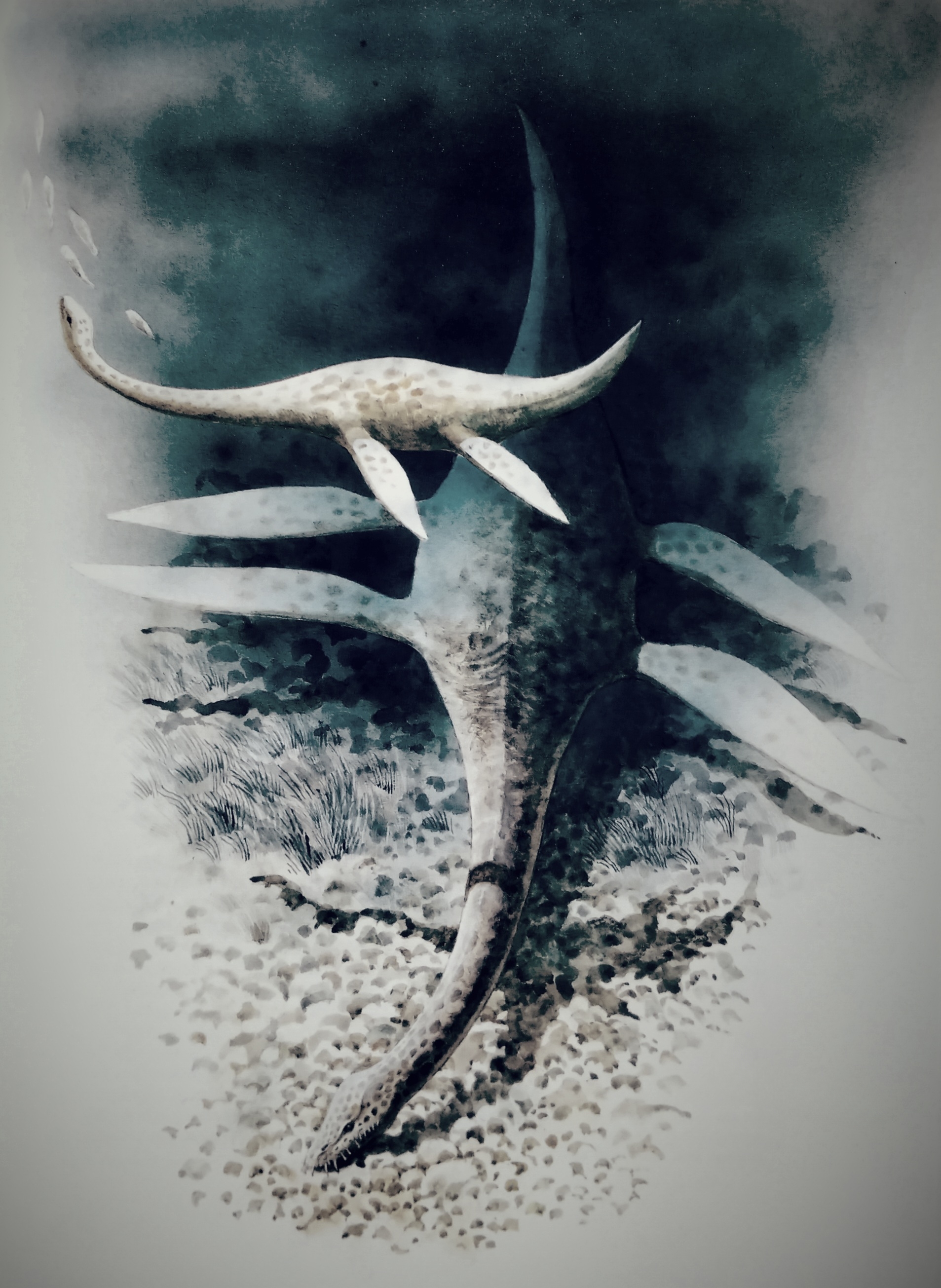 Andamooka Sea Monster (Plesie)