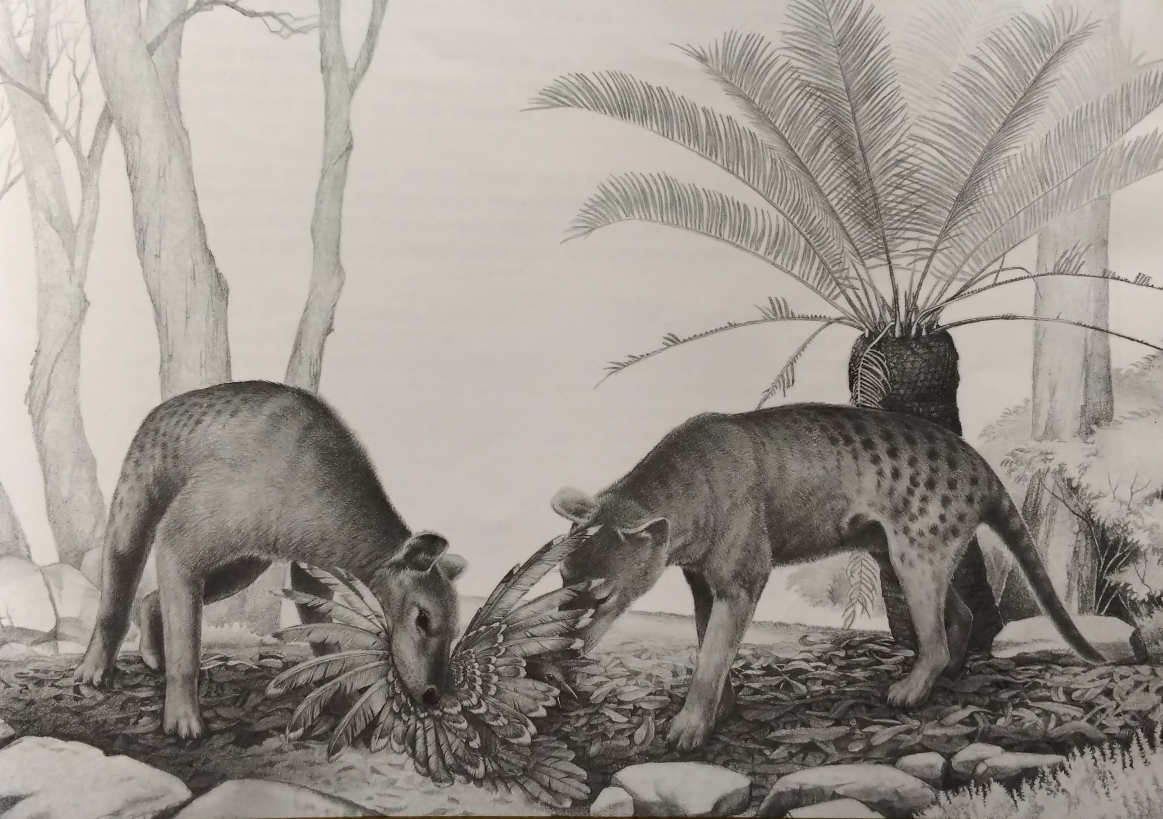 Thylacinus potens