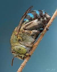 Blue Banded Bee