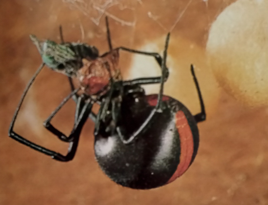 Redback Spiders