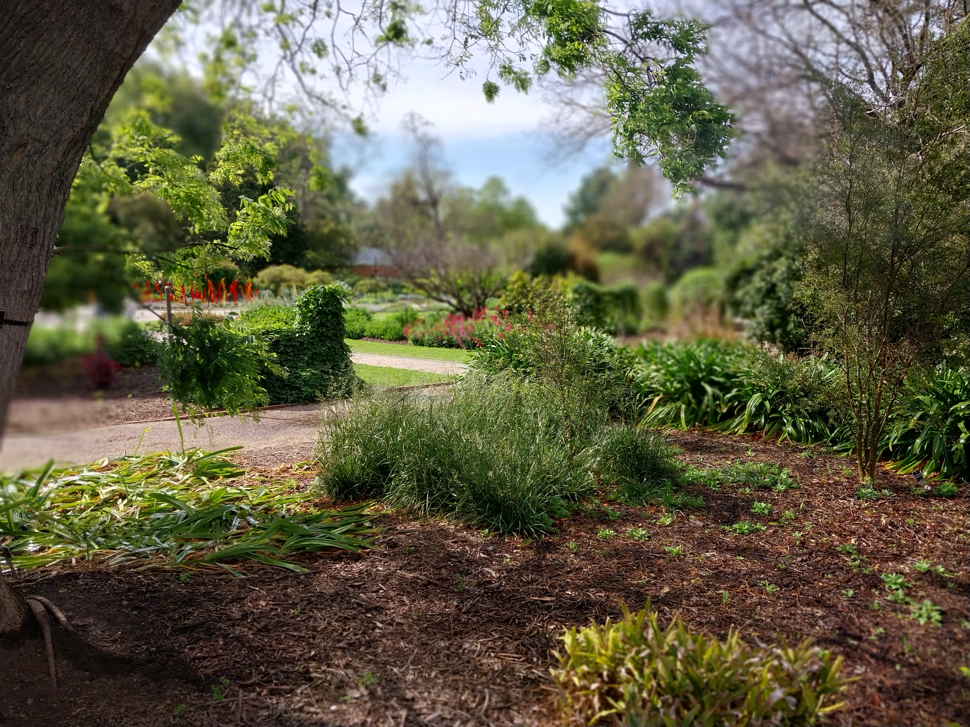 Botanical gardens Adelaide.