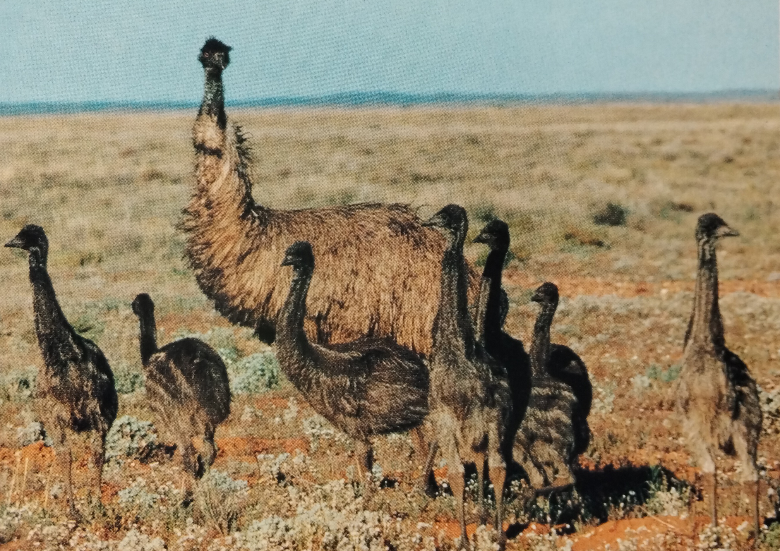 Emu