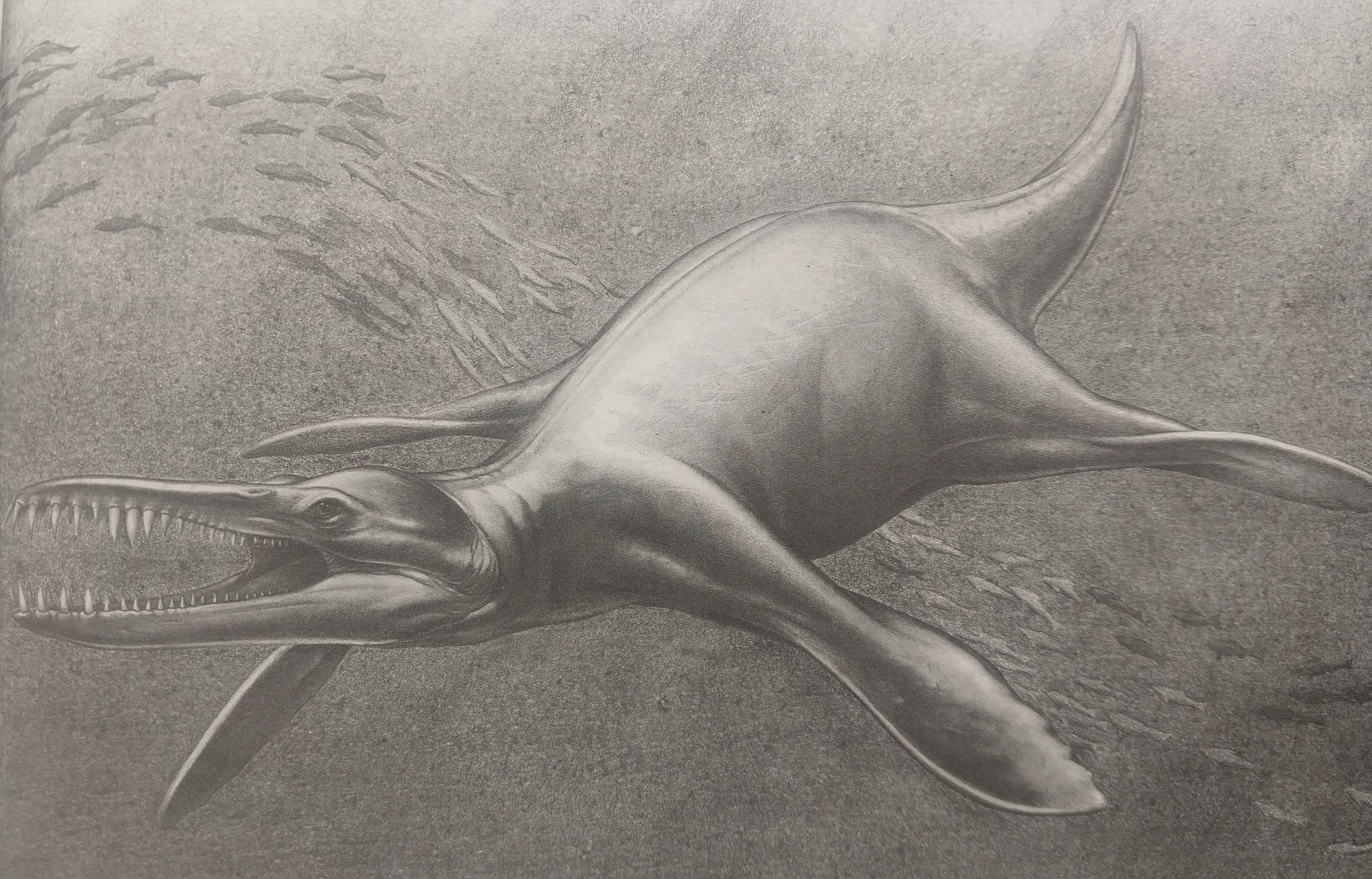 Kronosaurus Queenslandicus