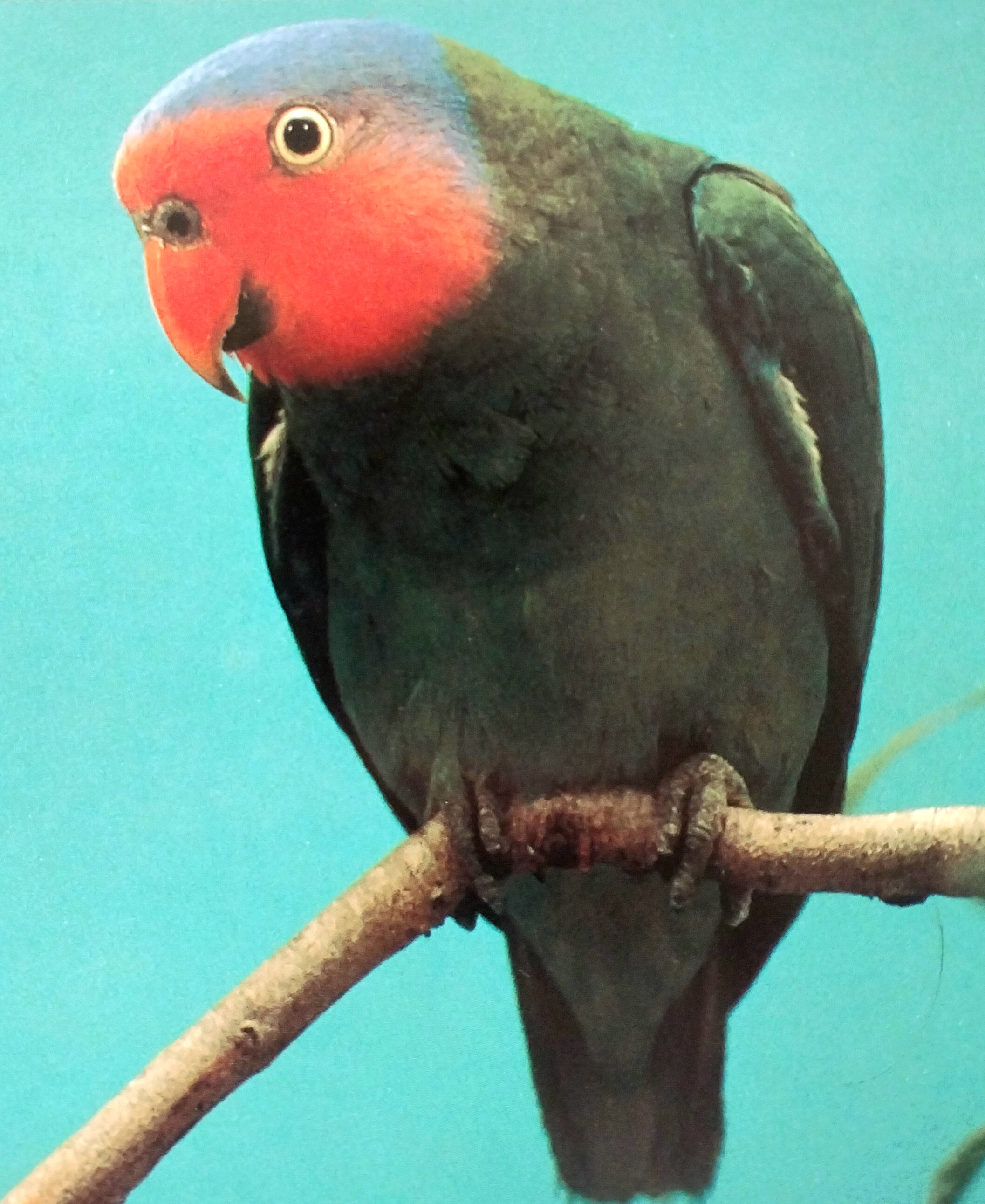 Red-cheeked Parrot