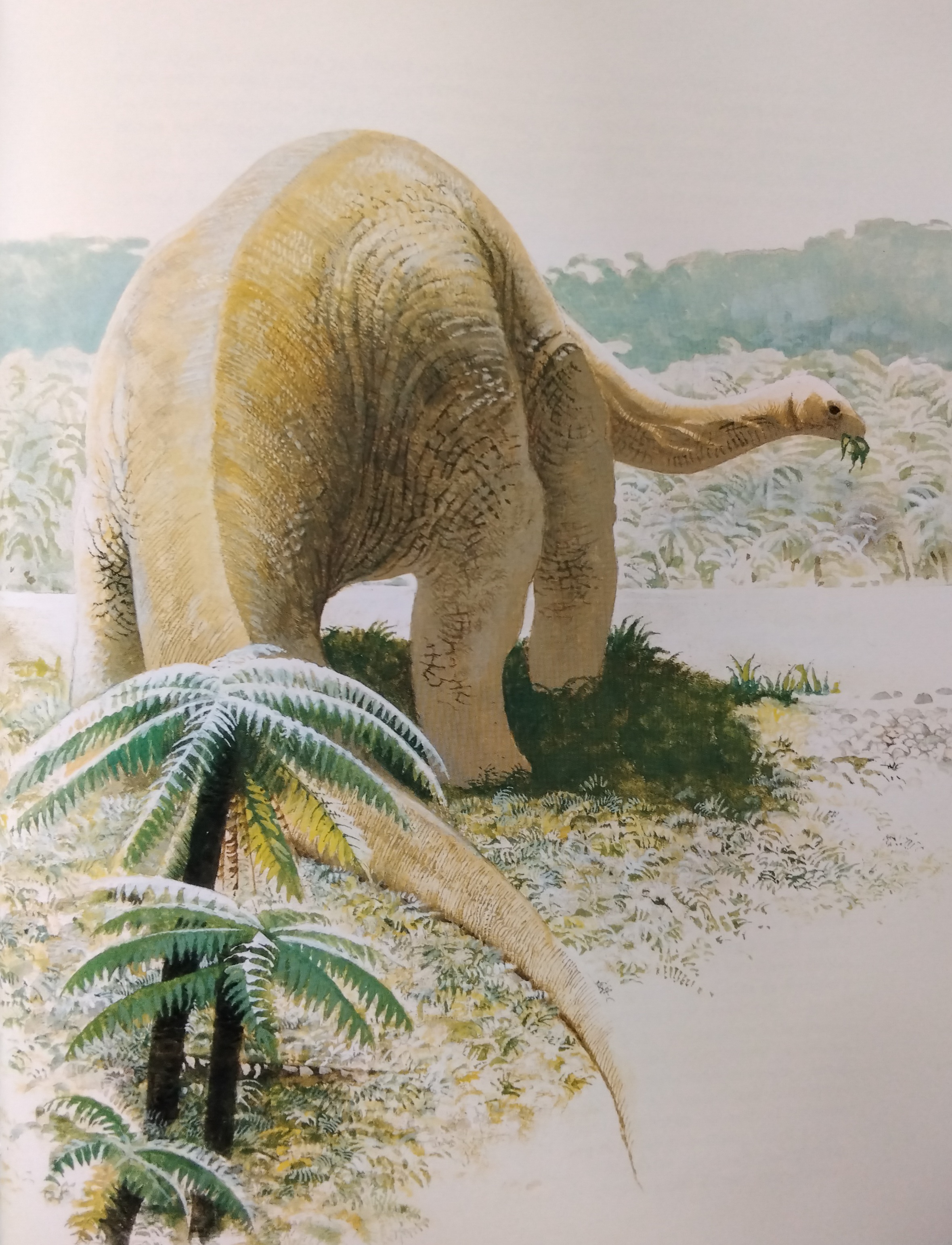 Rhoetosaurus Brownei