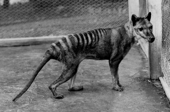 Thylacine